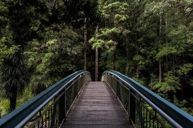 A bridge into the woods